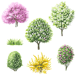水彩繪植物大樹插畫