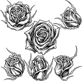黑白手繪玫瑰花插畫