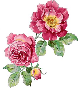 粉色月季花png元素