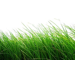 風(fēng)吹綠色麥田png元素
