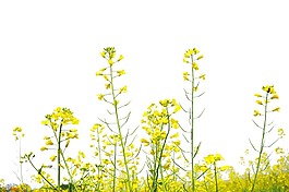 黄橙橙油菜花png元素