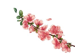 粉色的花枝png元素