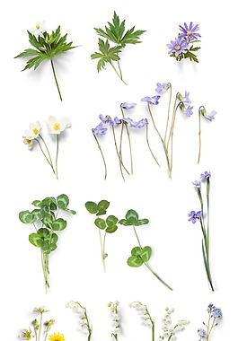 野生鮮花植物png元素