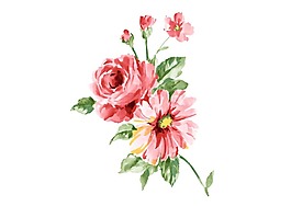 卡通紅色綻放花朵png元素