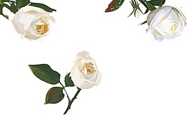 白色鮮花玫瑰png元素