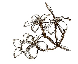 素描手繪花朵png元素