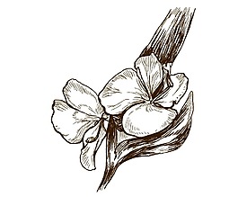 創(chuàng)意手繪花朵png元素