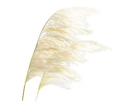 風(fēng)吹蘆葦png元素