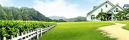 清新綠色草地背景