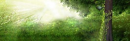 清新绿色森林背景