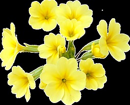 黄色小花png透明素材