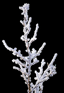 積雪的樹(shù)枝png透明素材