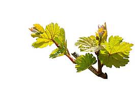 手繪綠葉紋理元素