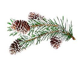 手繪松葉果實(shí)元素