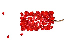 紅色玫瑰花瓣png元素