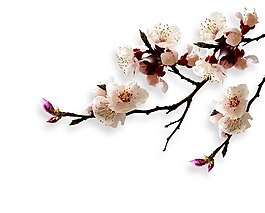 三月盛開桃花png元素