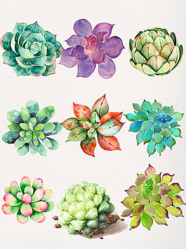 唯美手绘多肉植物插画