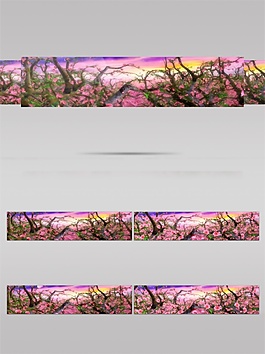 櫻花花叢視頻素材