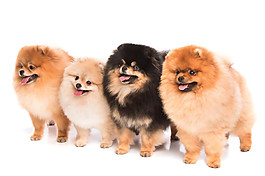 可愛呆萌蝴蝶犬寵物狗產(chǎn)品實(shí)物