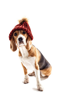 帥氣毛線帽小狗產品實物