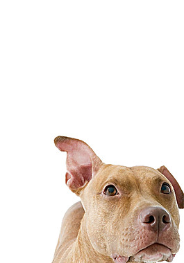 呆萌浅棕色大型犬产品实物