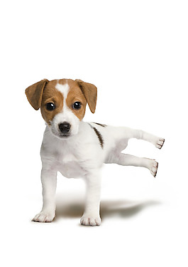 俏皮可爱小型犬产品实物