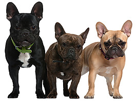 帥氣深色斗牛犬產(chǎn)品實(shí)物