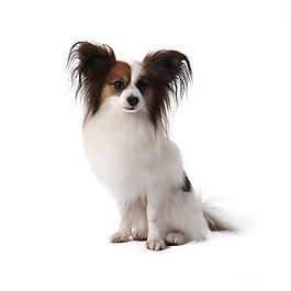 美麗可愛蝴蝶犬產(chǎn)品實(shí)物