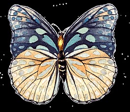 手繪一只美麗的蝴蝶png透明素材