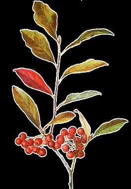 手繪紅色野果樹枝透明裝飾素材