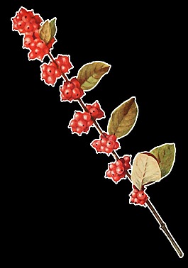 一株茂盛的野果樹枝透明裝飾素材
