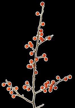 紅色野果樹枝透明裝飾素材