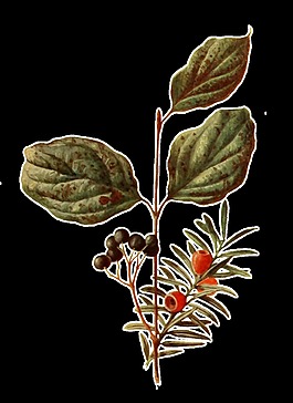 手繪野果植物透明裝飾素材