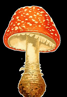 手繪橙紅色蘑菇透明裝飾素材