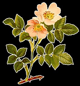 手繪清新花朵花枝透明裝飾素材