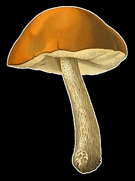 一株野生蘑菇透明裝飾素材