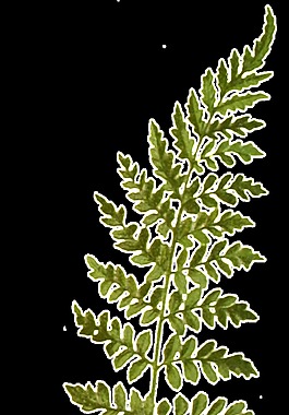 一枝小葉片植物透明裝飾素材