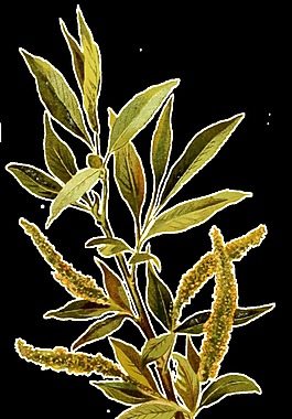 手繪一枝花枝透明裝飾素材