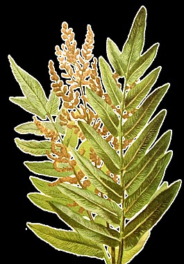 手繪蕨類植物透明裝飾素材