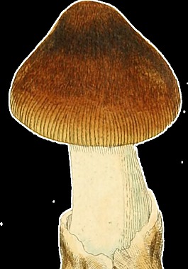 手绘野生蘑菇透明植物素材
