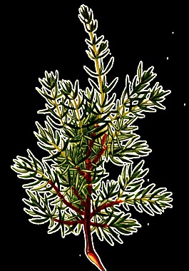 手繪針葉植物透明裝飾素材