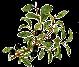 逼真手繪樹枝透明植物素材