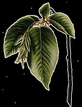 手繪逼真一枝彎曲的綠葉樹(shù)枝透明植物素材