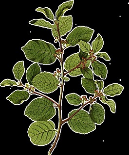 一株逼真手繪花枝透明植物素材
