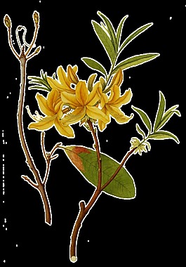 手绘两株花枝透明植物素材