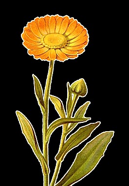 一株黃色花透明裝飾素材