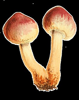 相連的兩個(gè)小蘑菇透明植物素材