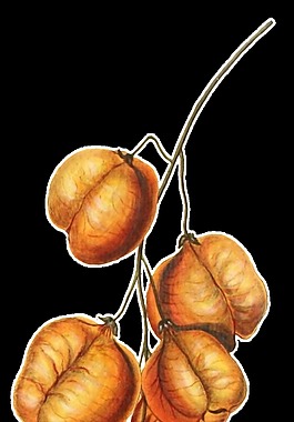 手繪一串野果透明植物素材