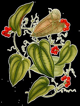手繪花藤綠葉野果透明植物素材