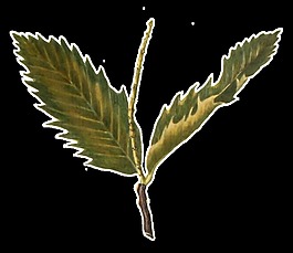 手繪兩片樹葉透明植物素材